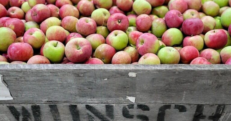 Apples in a Bushel: Understanding Apple Measurements