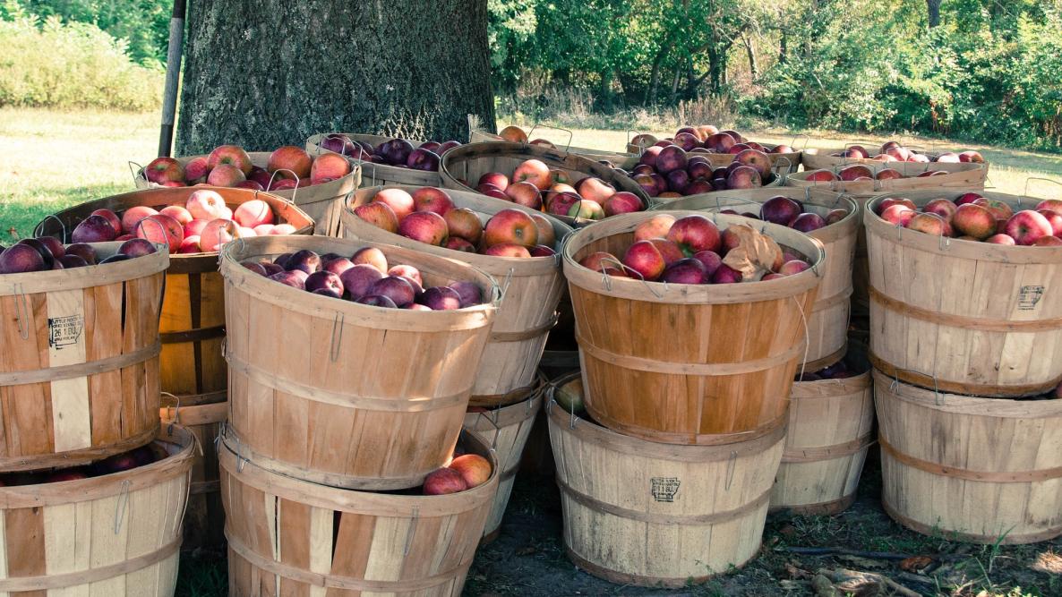 Apples in a Bushel: Understanding Apple Measurements